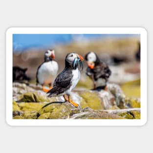 Atlantic Puffin with Sand Eels Sticker